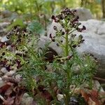 Scrophularia canina Habitus