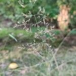 Agrostis capillaris Blomma