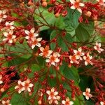 Clerodendrum paniculatum Fiore