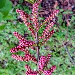 Tamarix parviflora Flower