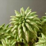 Euphorbia susannae Feuille