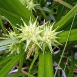 Carex malyscheviiFruit