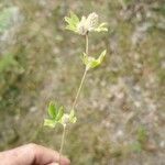 Trifolium striatum Blatt