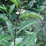Solanum diphyllum Blomma