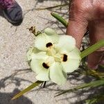 Dietes bicolor Flower