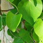 Aristolochia tomentosa Leaf