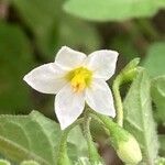 Solanum villosum 花