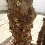 Plinia cauliflora Blodyn