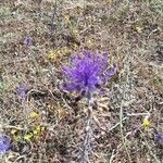 Muscari matritense Flower