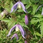 Clematis alpina 花