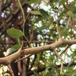 Searsia gueinzii Bark