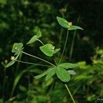 Euphorbia dulcis Otro