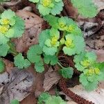 Chrysosplenium alternifolium Blatt