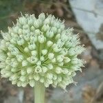 Allium commutatum Květ