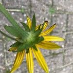 Rudbeckia fulgida Blomma