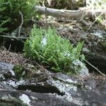 Woodsia ilvensis Elinympäristö