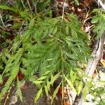 Dacrycarpus vieillardii Hábito