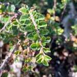 Cotoneaster horizontalisLeaf