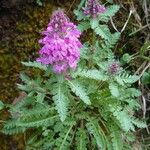 Pedicularis verticillata 整株植物