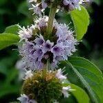 Mentha arvensis 花