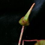 Begonia sikkimensis Frucht