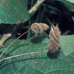 Helicteres pentandra Fruit