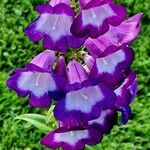 Penstemon hartwegii Çiçek