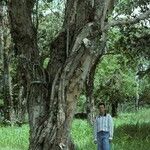 Melaleuca leucadendra Plante entière