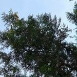 Cupressus lusitanica Φύλλο