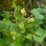 Rumex scutatus Fruct