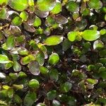 Coprosma repens Leaf