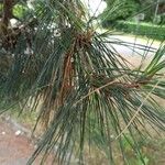 Pinus canariensis List