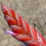 Tillandsia latifolia Blüte