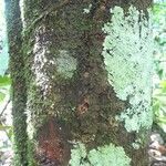 Pouteria cayennensis Kabuk