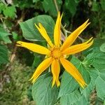 Tithonia diversifolia Blomst