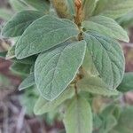 Cajanus cajan Leaf