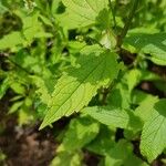 Scutellaria galericulata Folha