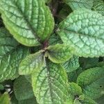 Plectranthus purpuratus Leaf