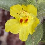 Mohavea breviflora Blüte