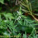 Vicia loiseleurii Altres