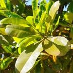 Syzygium aromaticum List