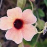 Thunbergia alata Flower