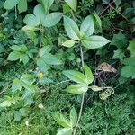 Passiflora tripartita Blad