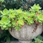 Sedum palmeri List