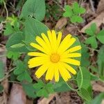 Calendula suffruticosa 花