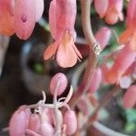 Bryophyllum fedtschenkoi Flor