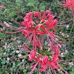 Lycoris radiata Flor