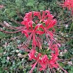 Lycoris radiata Blomst