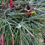 Tillandsia schiedeana Агульны выгляд