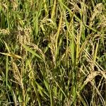 Oryza sativa Frucht